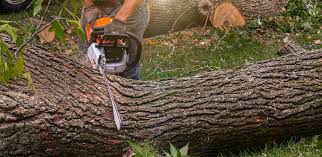 Best Commercial Tree Services  in Genesee, CO