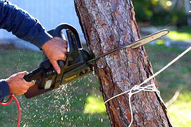 How Our Tree Care Process Works  in  Genesee, CO